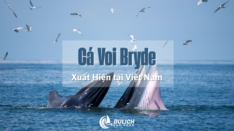 Cá Voi Bryde - Đặc Điểm Nhận Biết, Tập Tính Và Sự Xuất Hiện Tại Việt Nam