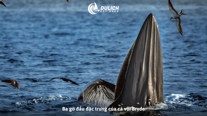Ba gờ đầu đặc trưng của cá voi Bryde