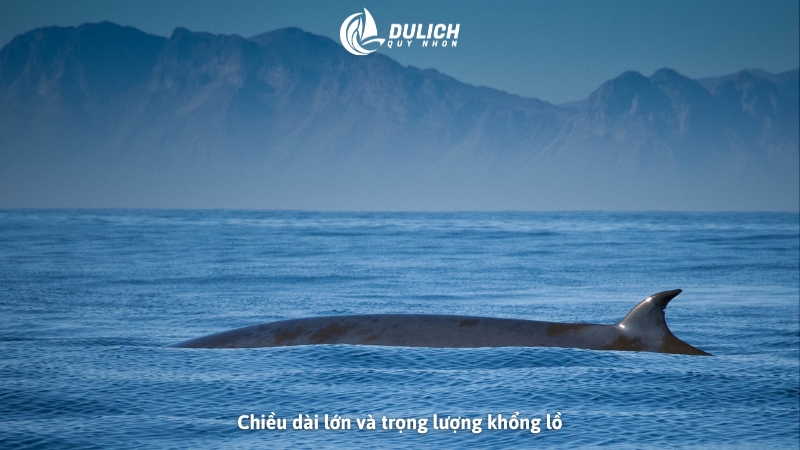 Chiều dài lớn và trọng lượng khổng lồ