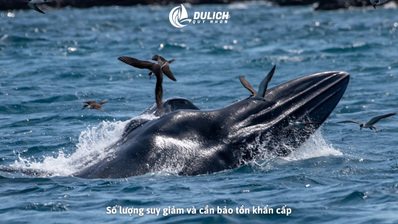 Số lượng suy giảm và cần bảo tồn khẩn cấp
