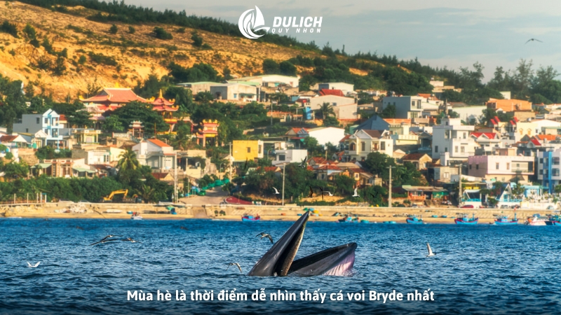 Mùa hè là thời điểm quan sát thuận lợi nhất