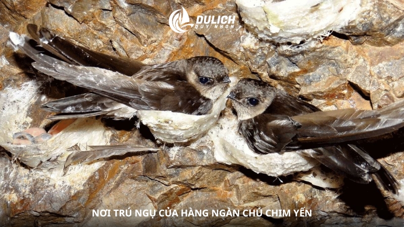 Nơi trú ngụ của hàng ngàn chú chim yến