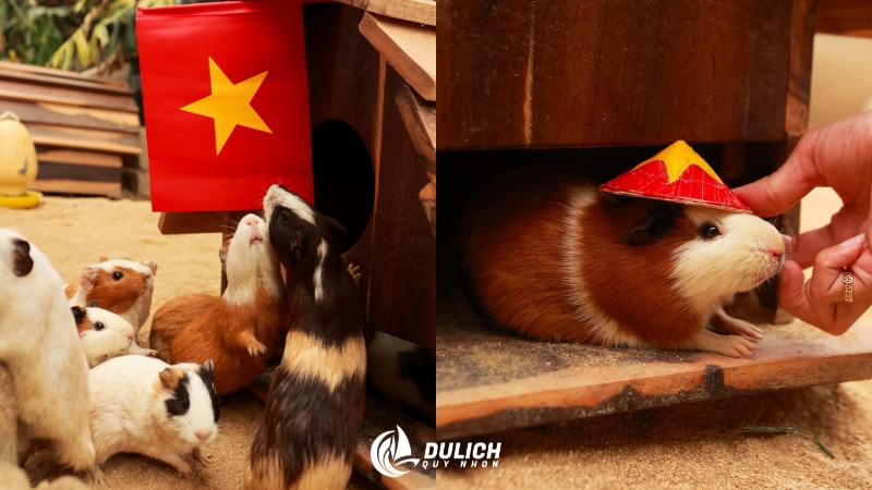 Check-in cùng đàn cừu siêu dễ thương 