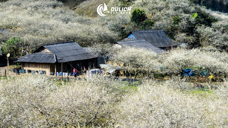 Mộc Châu là lựa chọn lý tưởng khi tìm tháng 12 nên đi du lịch ở đâu