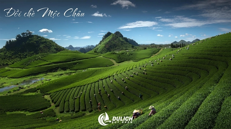 Đồi chè Mộc Châu xanh mướt, tuyệt vời để thư giãn