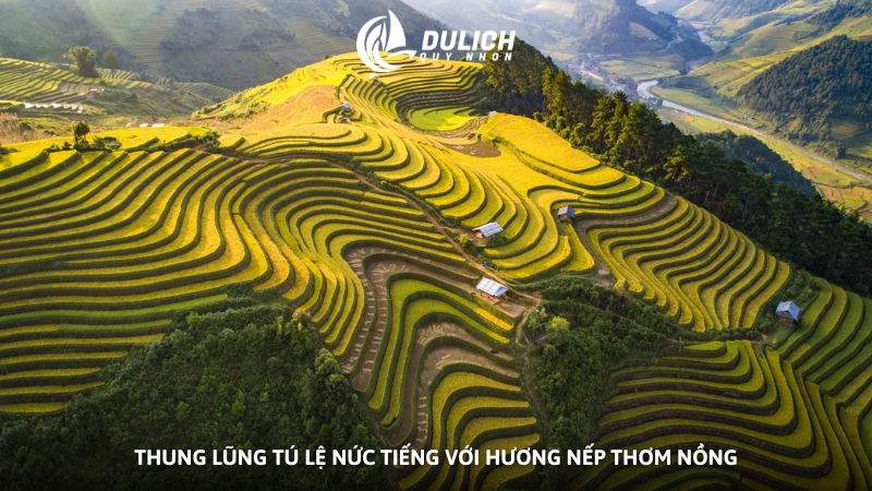 Thung lũng Tú Lệ nức tiếng với hương nếp thơm nồng