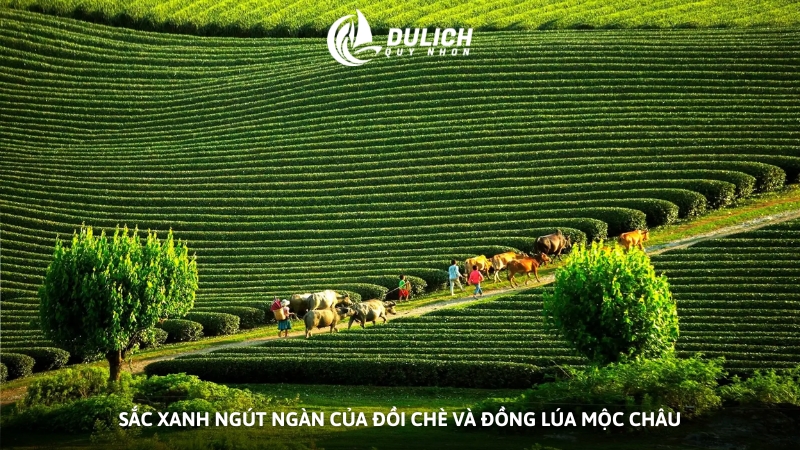 Sắc xanh ngút ngàn của đồi chè và đồng lúa Mộc Châu