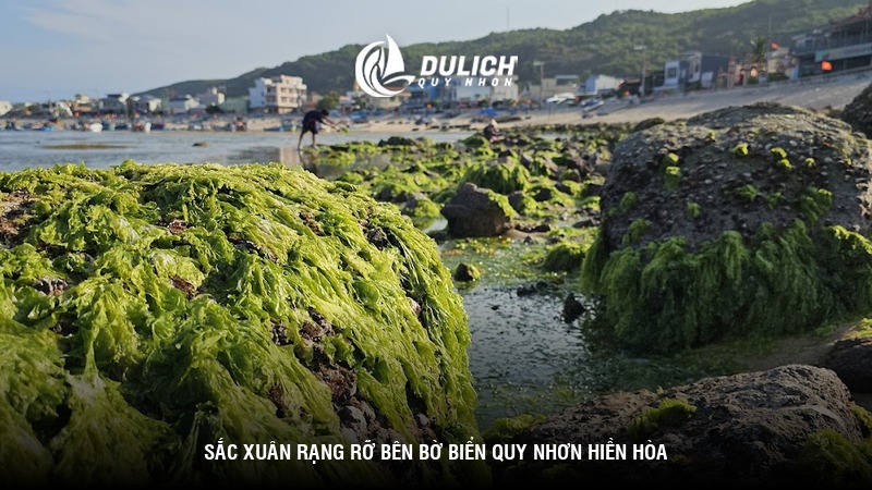 Sắc xuân rạng rỡ bên bờ biển Quy Nhơn hiền hòa